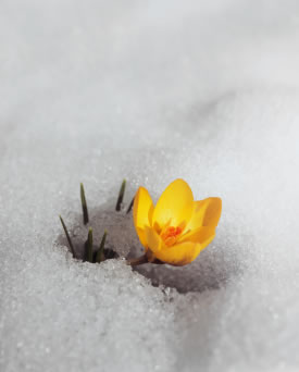 crocus