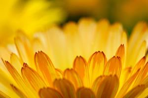 marigold