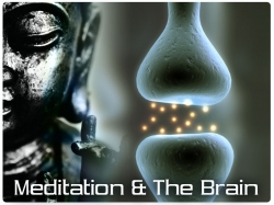 Meditation and the Brain
