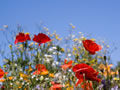 wildflowers